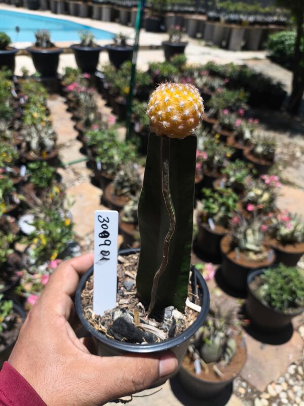 3009 01 Sulcorebutia eranacea - Live