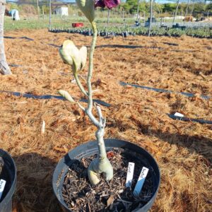 3009 03 Baobá Pinot - Viveiro