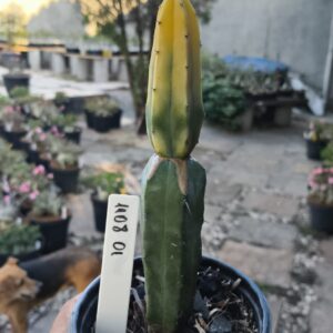 1108 01 Mertilocacto variegata enxertado