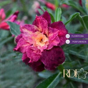 pré Venda - Rosa Do Deserto La Pallete