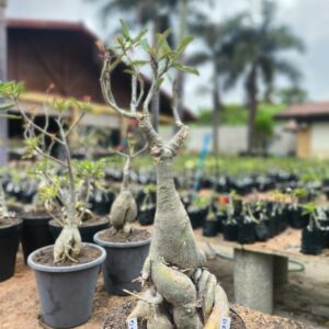 0110 04 Socotra ID Misterioso