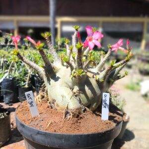 0110 04 Arabicum Fat Boy - Adulta