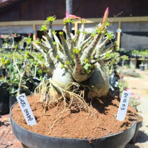 0110 03 Arabicum Godji Champ - Adulta