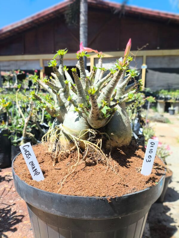 0110 03 Arabicum Godji Champ - Adulta