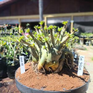 0110 01 Arabicum God Bigger - Adulta