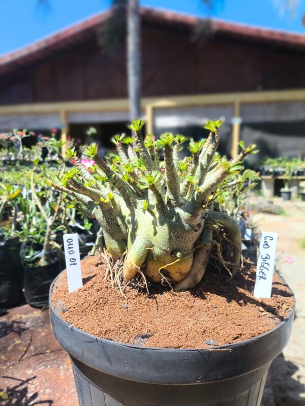0110 01 Arabicum God Bigger - Adulta
