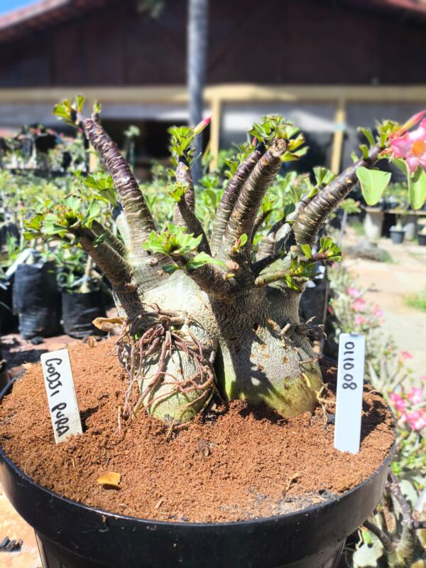 0110 08 Arabicum Godji Pura  - Adulta
