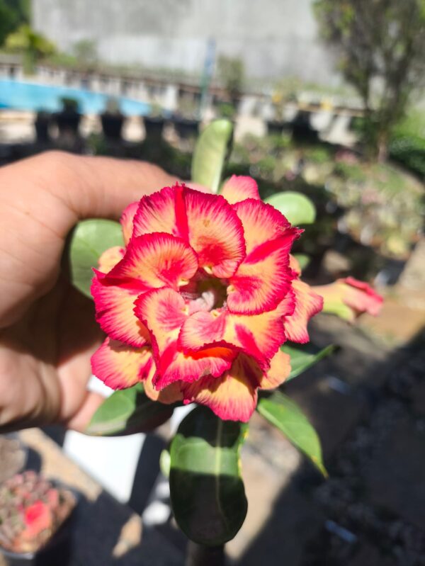 Pré Venda - Rosa do Deserto Kora