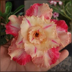 Pré Venda - Rosa do Deserto Cicera