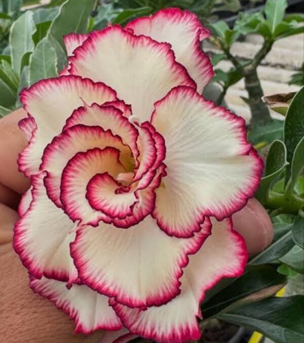 Pré Venda - Rosa do Deserto Gis - Imagem 2