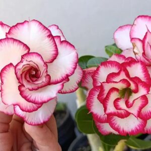 Pré Venda - Rosa do Deserto Gis