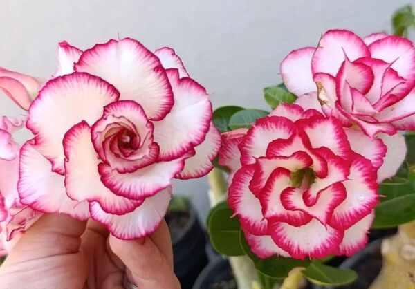 Pré Venda - Rosa do Deserto Gis
