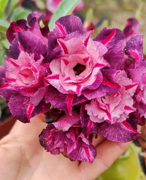 Pré Venda - Rosa do Deserto Miracle - Imagem 2