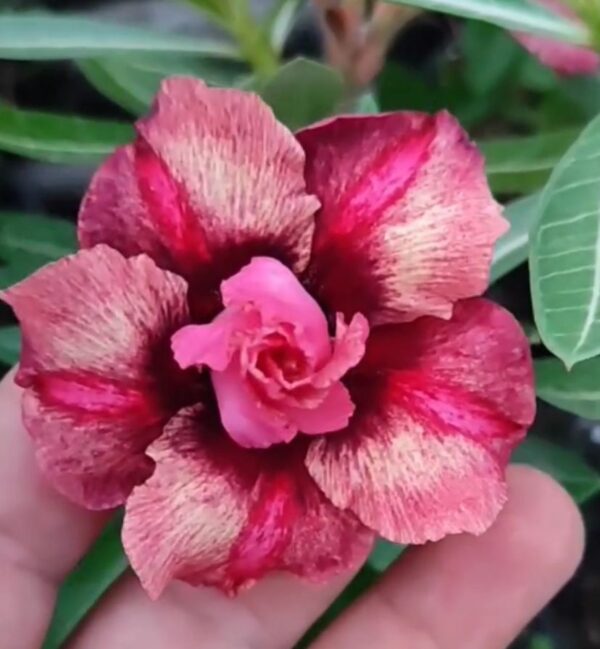 Pré Venda - Rosa do Deserto Duquesa