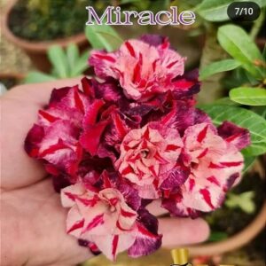 Pré Venda - Rosa do Deserto Miracle