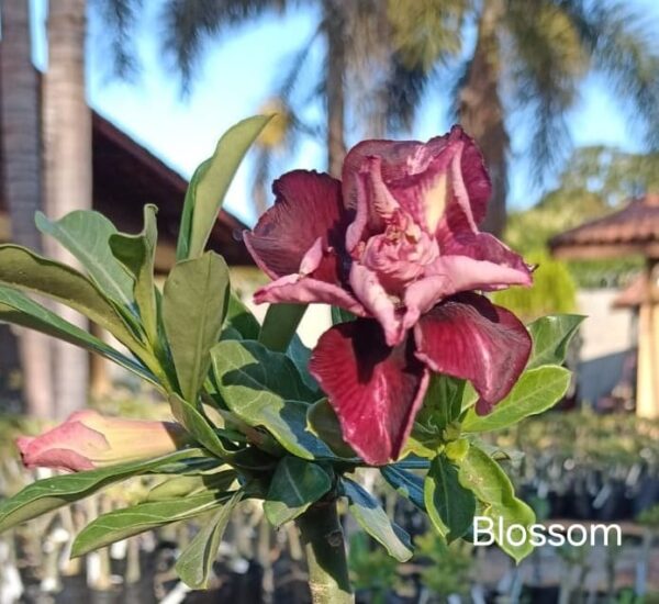 Pré Venda - Rosa do Deserto Blossom - Imagem 2