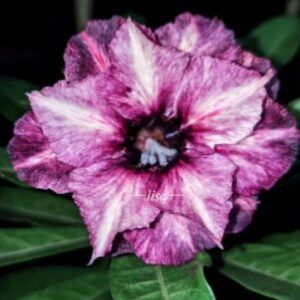 Pré Venda - Rosa do Deserto Grape Ice