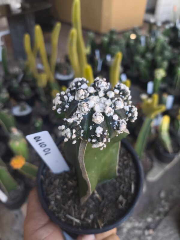 0110 01 Ásteria Black