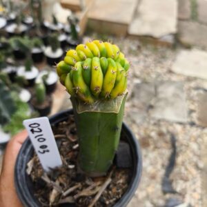 0210 03 Echinopsis pachanoi variegata Cristata