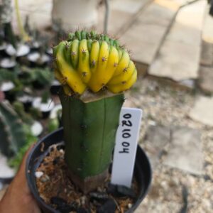 0210 04 Echinopsis pachanoi variegata Cristata