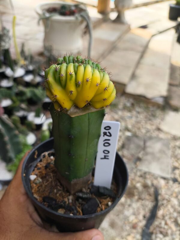 0210 04 Echinopsis pachanoi variegata Cristata