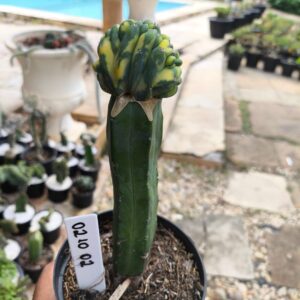 0210 02 Mertilocacto geometrazans Cristata variegata
