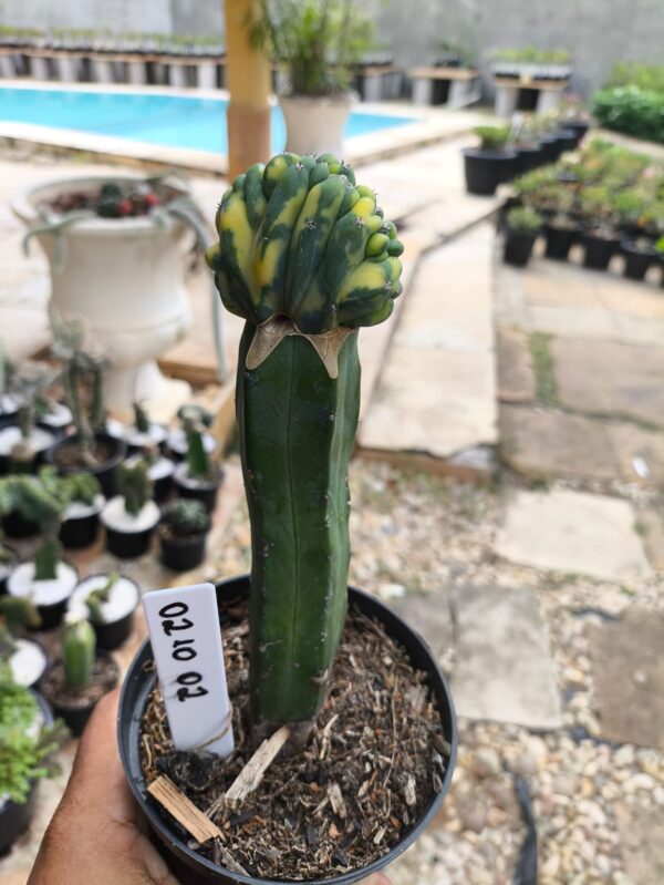 0210 02 Mertilocacto geometrazans Cristata variegata