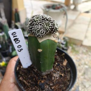0210 03 Mammillaria luethyi