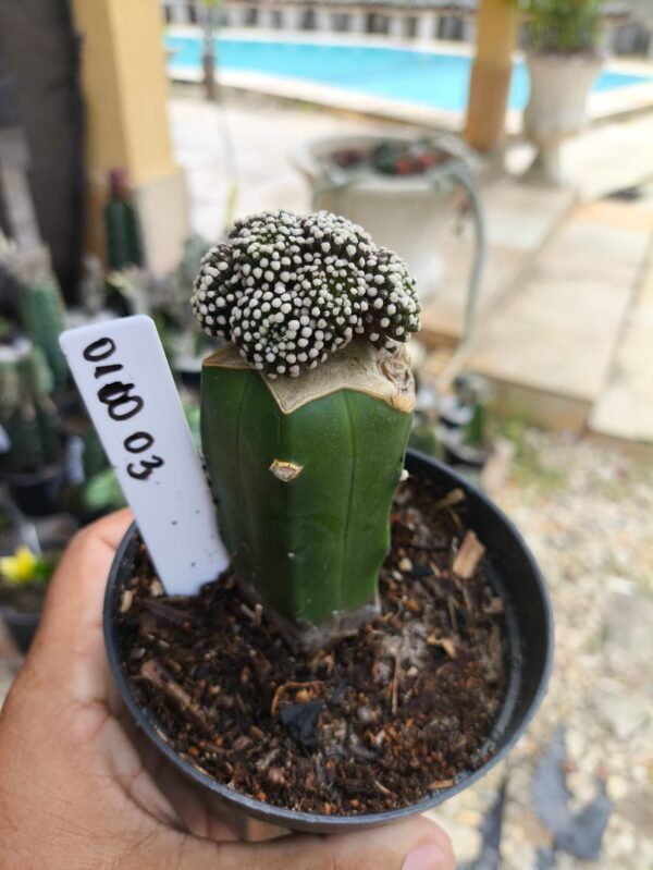 0210 03 Mammillaria luethyi