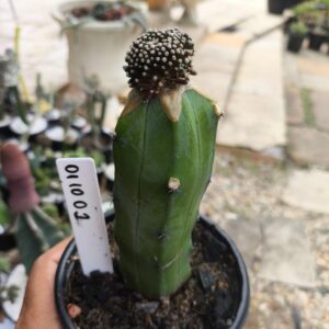 0210 02 Mammillaria luethyi