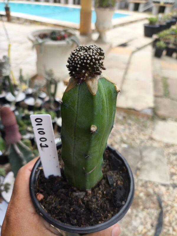 0210 02 Mammillaria luethyi