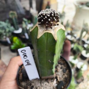 0210 04 Mammillaria luethyi