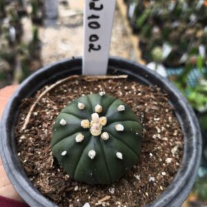 0210 02 Astrophytum Astérias Nudum
