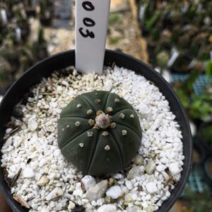 0210 03 Astrophytum Astérias Nudum