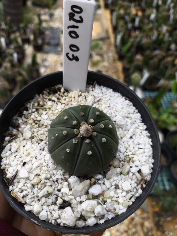 0210 03 Astrophytum Astérias Nudum