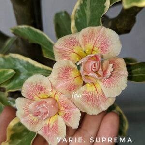 Pré Venda - Rosa do Deserto Suprema Variegata