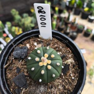 0210 01 Astrophytum Astérias Nudum
