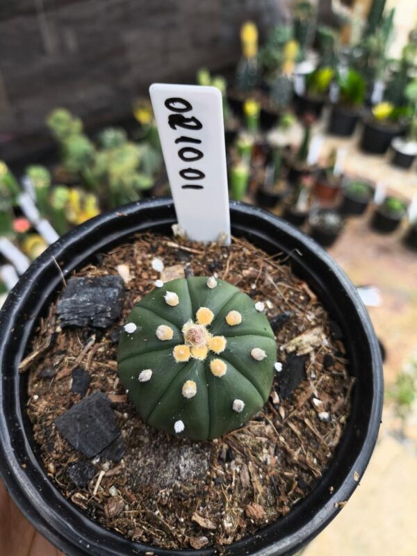 0210 01 Astrophytum Astérias Nudum