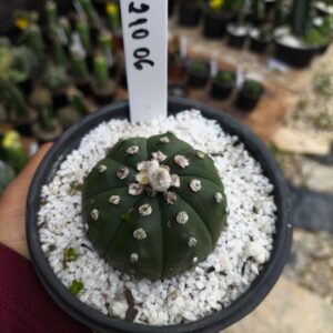 0210 06 Astrophytum Asterias  'Ooibo'