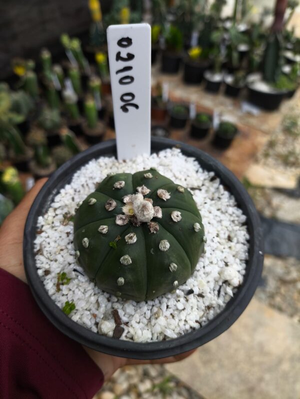 0210 06 Astrophytum Asterias  'Ooibo'