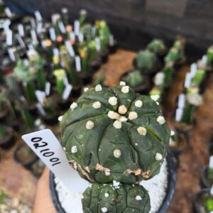 0210 01 Astrophytum Kiko