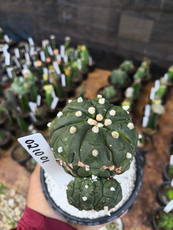 0210 01 Astrophytum Kiko