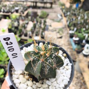 0210 01 Astrophytum híbrido