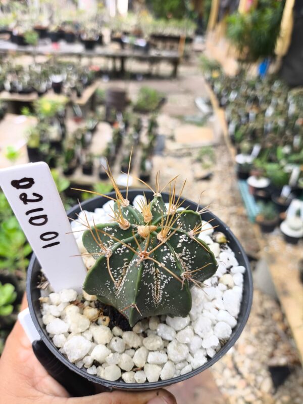 0210 01 Astrophytum híbrido