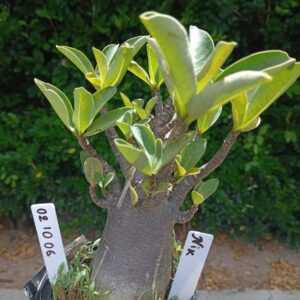 0210 06  Arabicum Nix - F2 12 meses