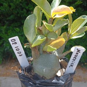 0210 07 Arabicum Maverick - F2 12 meses