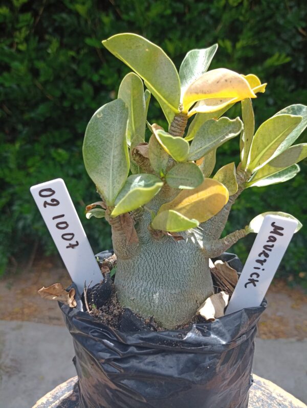 0210 07 Arabicum Maverick - F2 12 meses