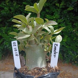 0210 18 Arabicum Zander - F2 12 meses