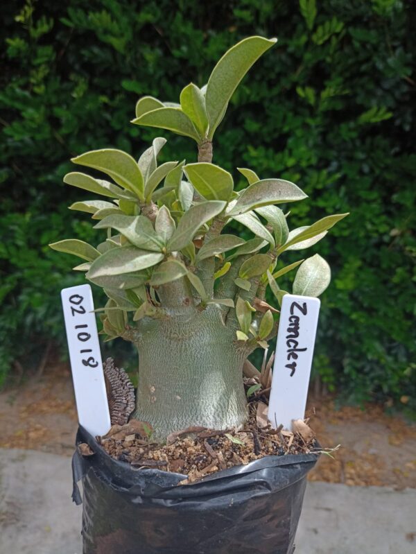 0210 18 Arabicum Zander - F2 12 meses