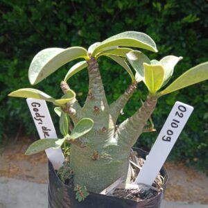 0210 09 Arabicum Godji Dk - F2 12 meses